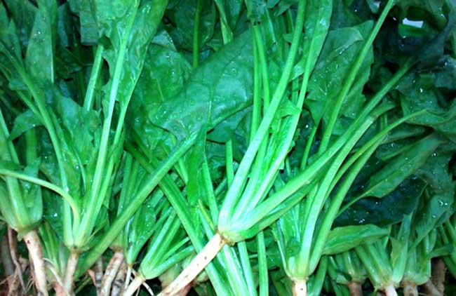 菠菜经常遇见病虫害防治办法