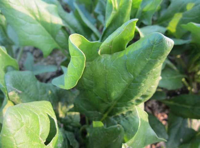 菠菜经常遇见病虫害防治办法