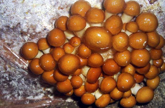滑子菇高产栽培技术