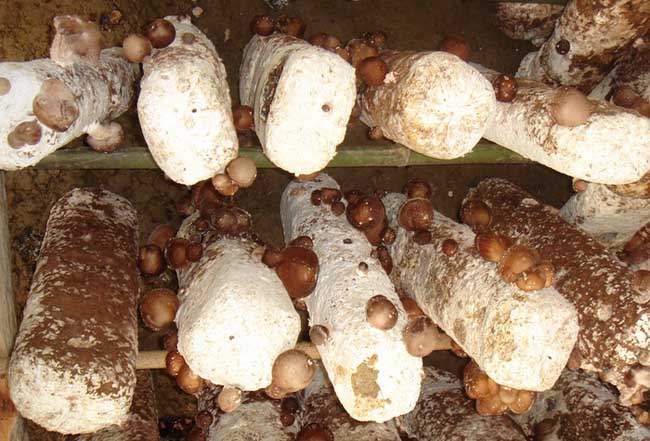 香菇人工种植成本预算