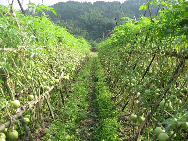 经常遇见蔬菜露天种植时间