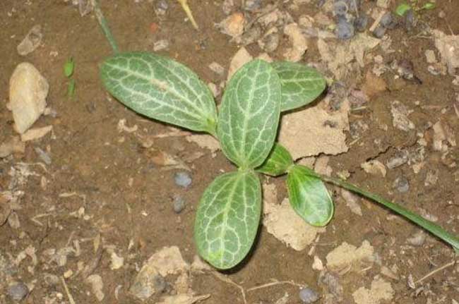 丝瓜高产种植技术