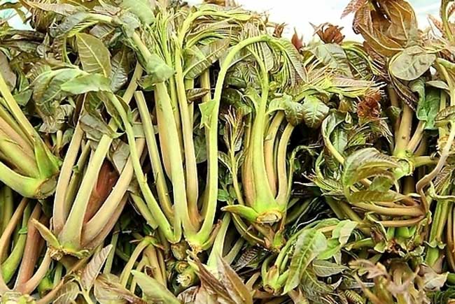 香椿是啥？
