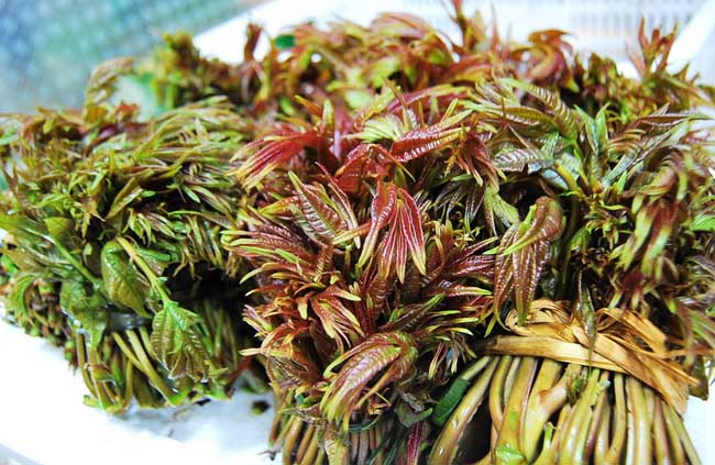 香椿是啥？