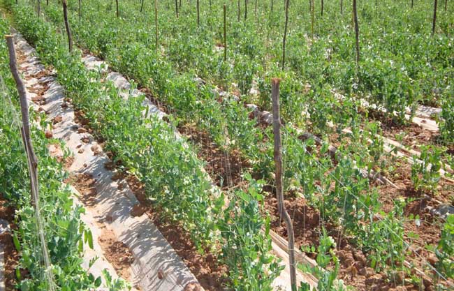 豌豆的种植技术