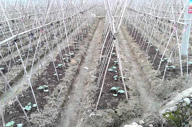 冬瓜的种植技术