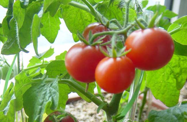 西红柿的种植技术