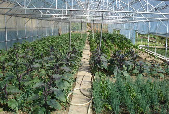 怎么使温室蔬菜安全越冬