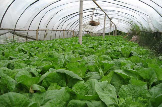 告诉你大棚蔬菜喷肥的办法