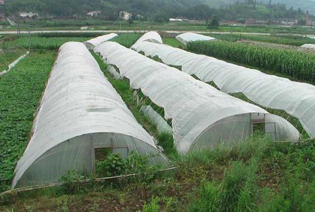 告诉你大棚蔬菜喷肥的办法