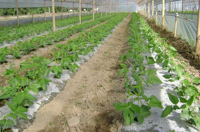告诉你大棚蔬菜喷肥的办法