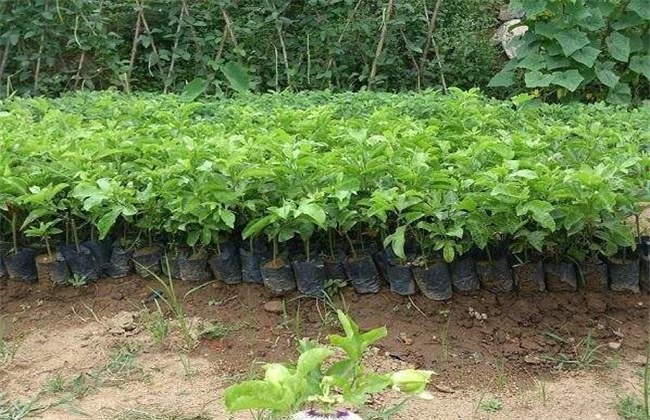 百香果移栽技术方法技巧