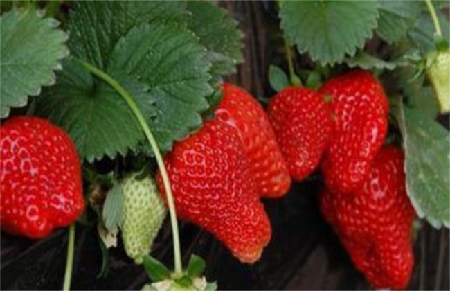 草莓种植增产方法技巧