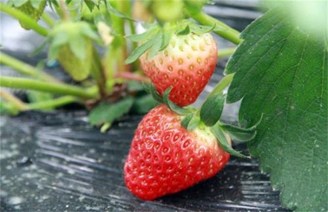 草莓种植增产方法技巧