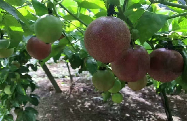 百香果怎么施肥