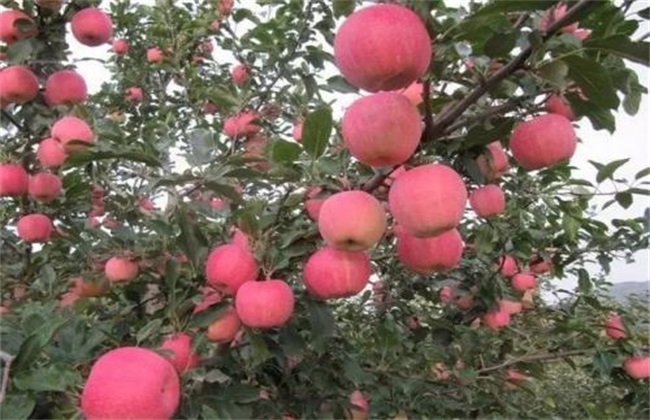 怎么提高苹果的座果率