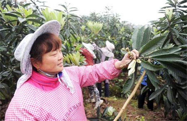 枇杷疏花疏果技术