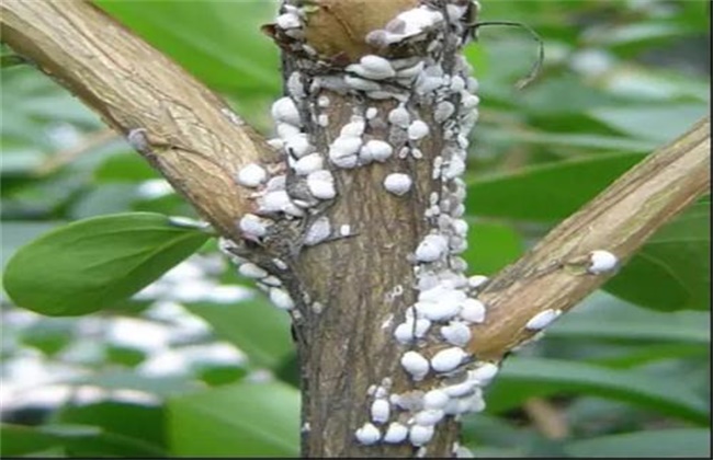 芒果蚧壳虫的防治办法