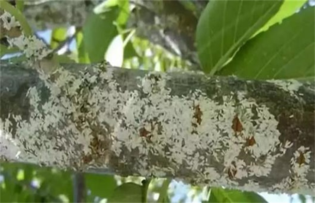 芒果蚧壳虫的防治办法