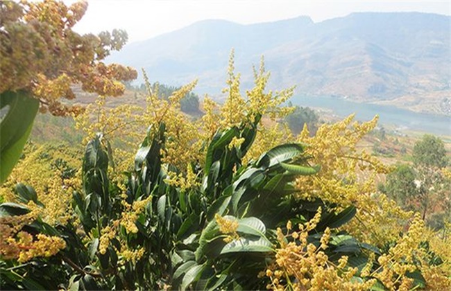 芒果过早开花的预防措施