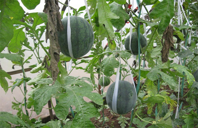 大棚西瓜种植技术