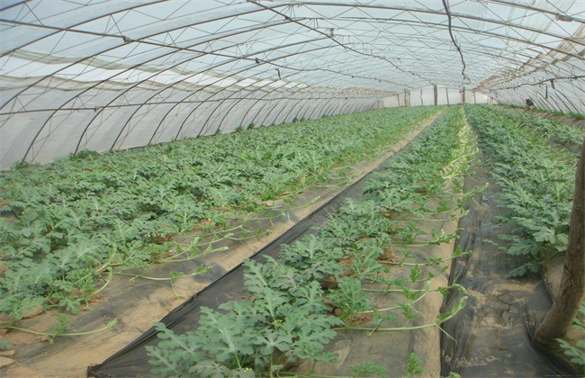 大棚西瓜种植技术