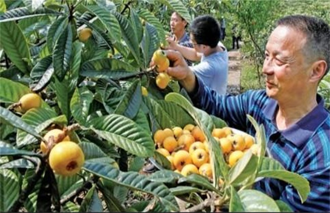枇杷采摘后管理方法技巧