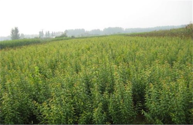 石榴苗的培育办法