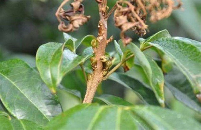 荔枝花芽分化条件