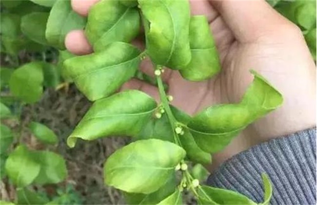 柑橘春季管理方法技巧