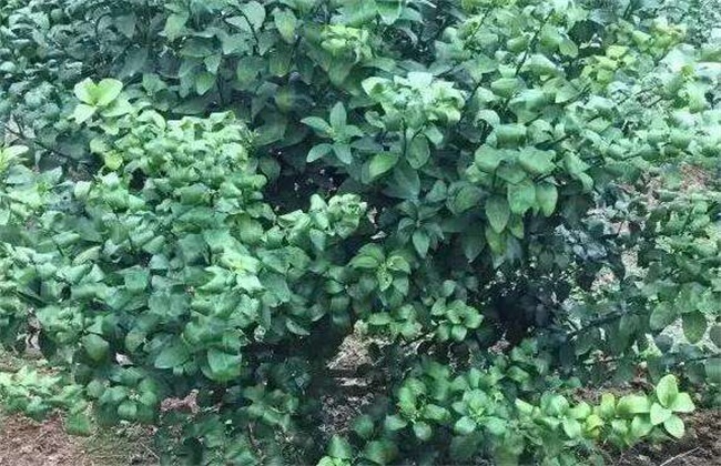 柑橘春季管理方法技巧