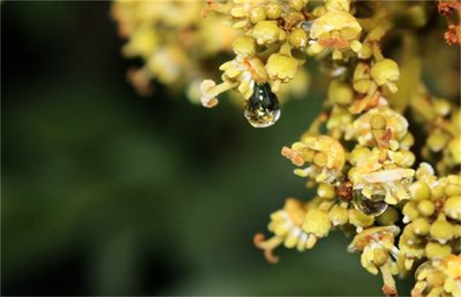 荔枝沤花原因及防治措施