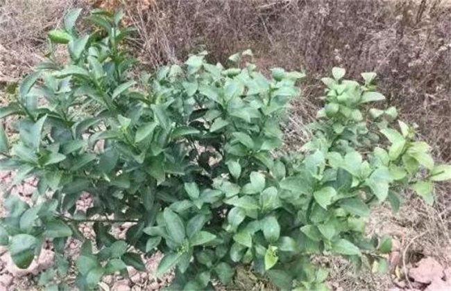 柑橘春季管理方法技巧