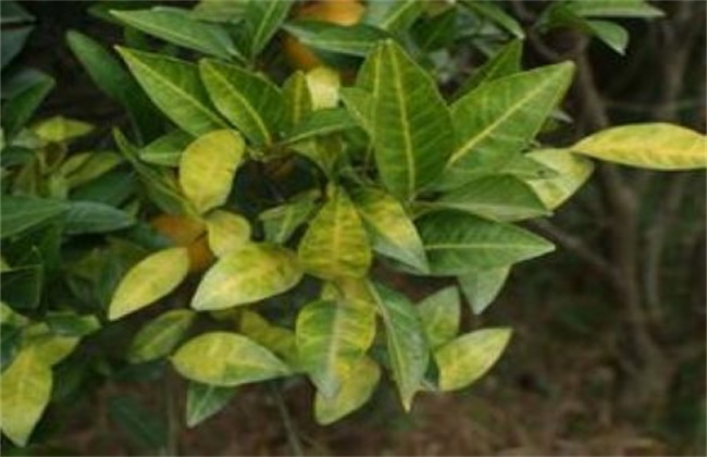 柑橘缺钙解决办法