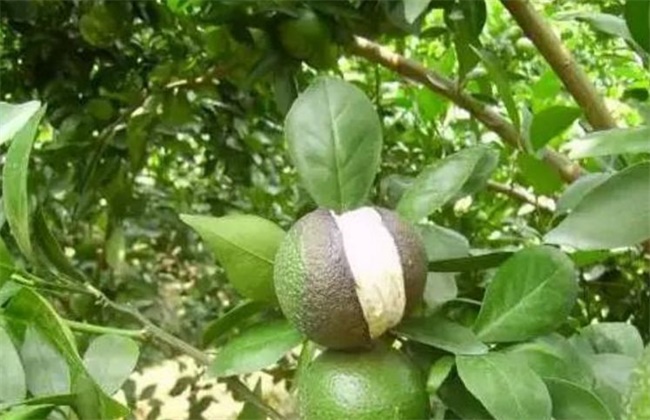 柑橘缺钙解决办法