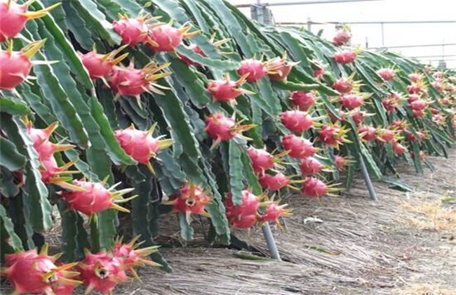火龙果种植技术