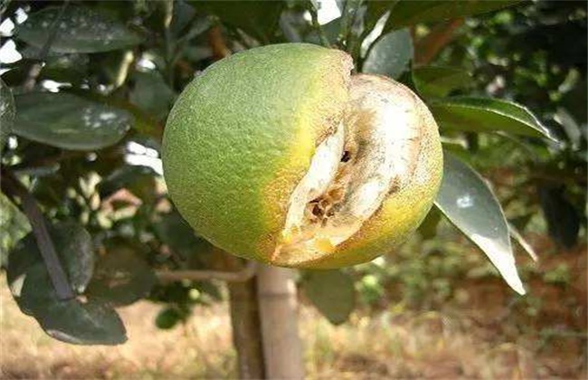 柑橘缺钙解决办法