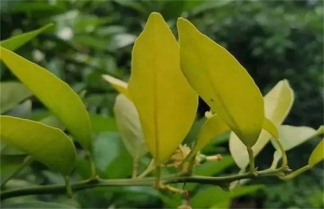 柑橘缺钙解决办法