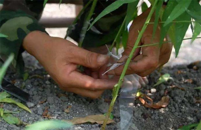 桃树的嫁接时间和办法