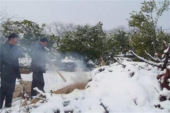 果树倒春寒怎么样预防