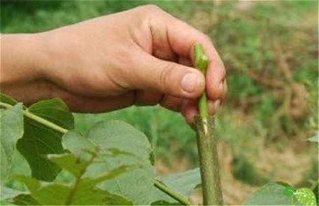关系到果树嫁接成活率因素