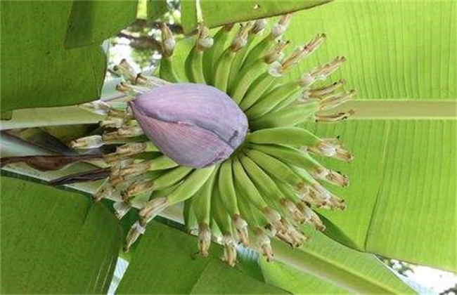 香蕉抽蕾期管理方法技巧