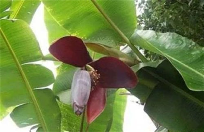 香蕉抽蕾期管理方法技巧