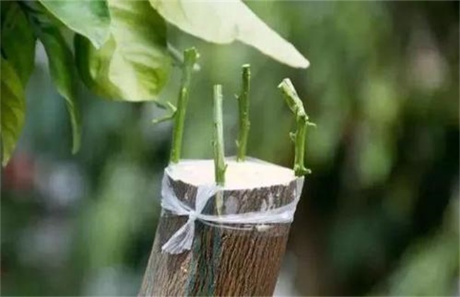 关系到果树嫁接成活率因素