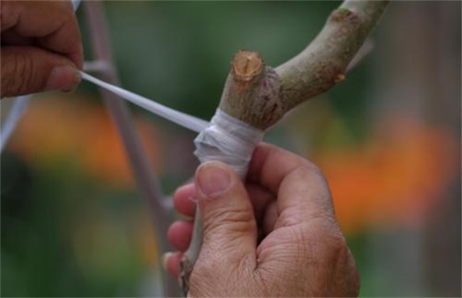 关系到果树嫁接成活率因素