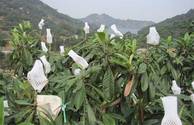枇杷栽培管理技术