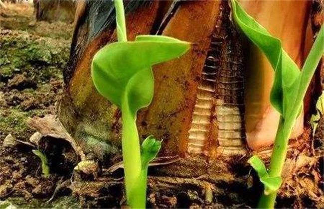 香蕉怎么繁殖