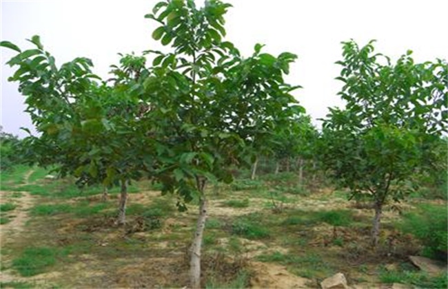 春季核桃种植注意些什么