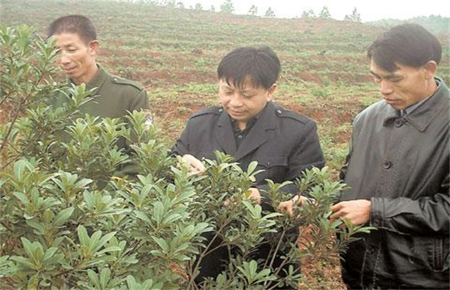 乌梅种植注意些什么