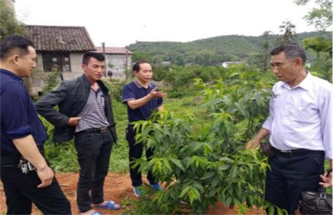 乌梅种植注意些什么